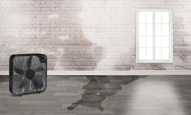 Best Water damage restoration mold remediation  in Cienega Springs, AZ